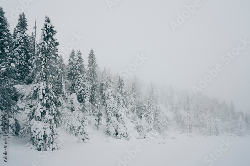 Snow covered fir trees by a lake up in the Tjuvåsen Hill, part of Totenåsen Hills, Norway, in winter. © Øyvind