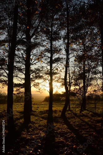 a group of trees in a forest park in Birmingham with the sun setting behind them © JoeE Jackson