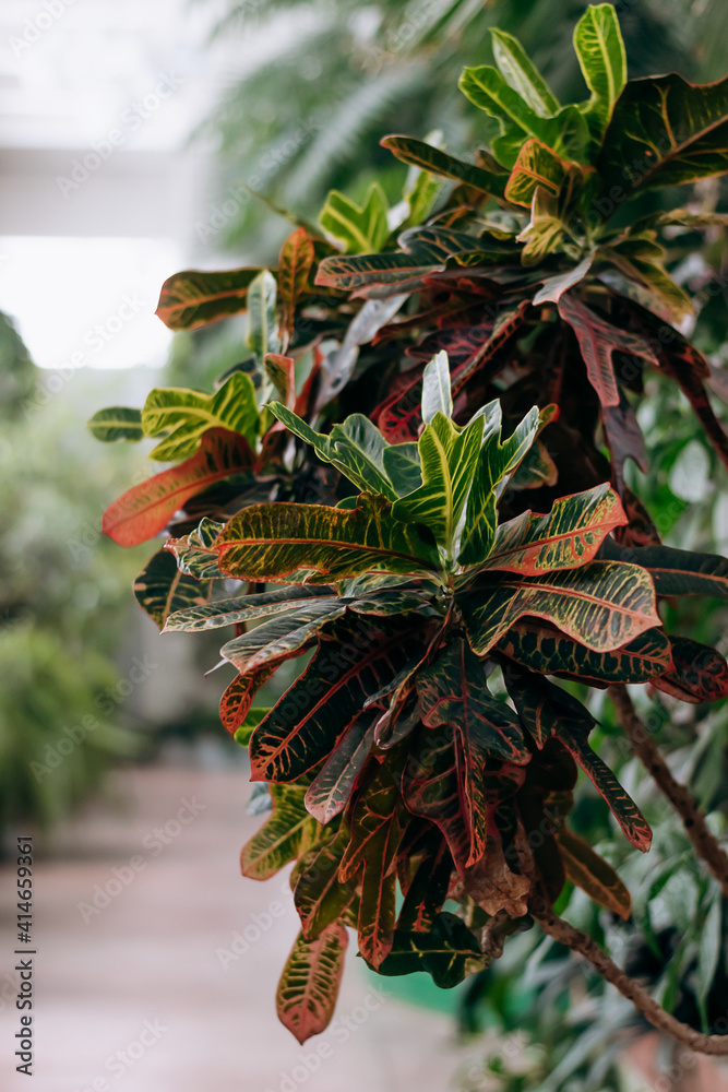 Codiaeum in home interior.Home gardening.Houseplants and urban jungle concept.Biophilic design.Selective focus with shallow depth of field. Codiaeum in home interior.Home gardening.Houseplants and urban jungle concept.Biophilic design.Selective focus with shallow depth of field.