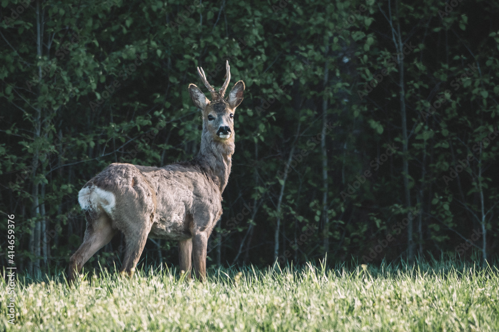 Roe deer in spring in the forest Roe deer in spring in the forest