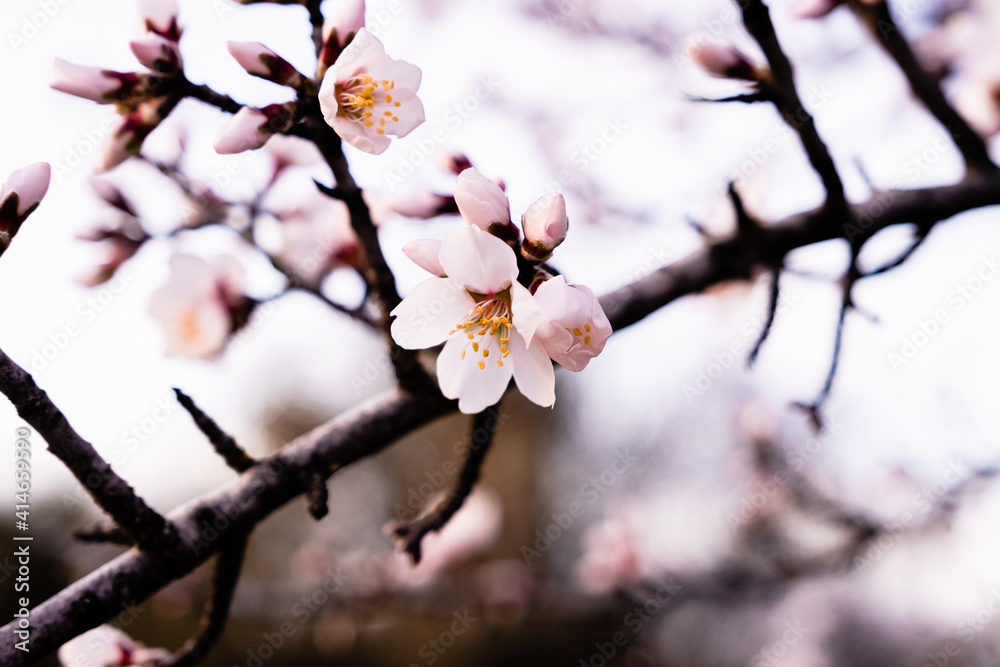 Primeras flores de primavera