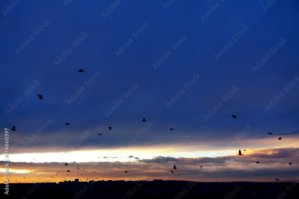 Flock of birds on the evening sky with dark clouds 