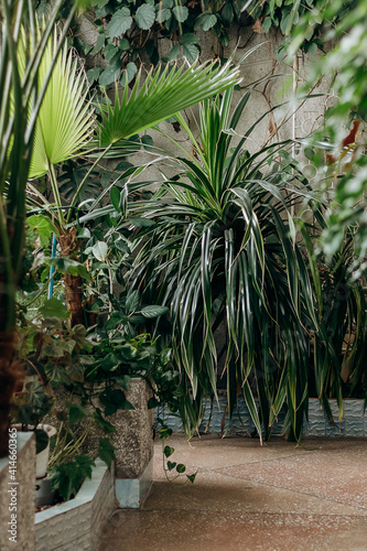 Fototapeta Naklejka Na Ścianę i Meble -  Fragment of the interior of a greenhouse with tropical and indoor plants.Home gardening.Houseplants and urban jungle concept.Biophilia design.Selective focus.