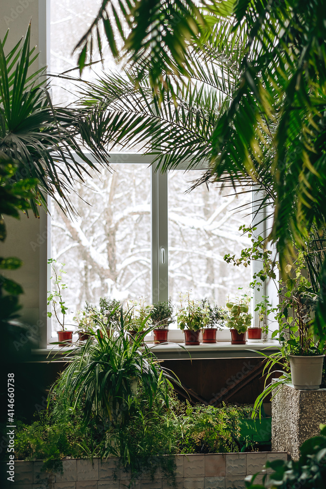A fragment of the interior with potted indoor plants and palm trees.Outside the window is a snow-covered landscape.Home gardening.Houseplants and urban jungle concept.Biophilia design.Selective focus. A fragment of the interior with potted indoor plants and palm trees.Outside the window is a snow-covered landscape.Home gardening.Houseplants and urban jungle concept.Biophilia design.Selective focus.