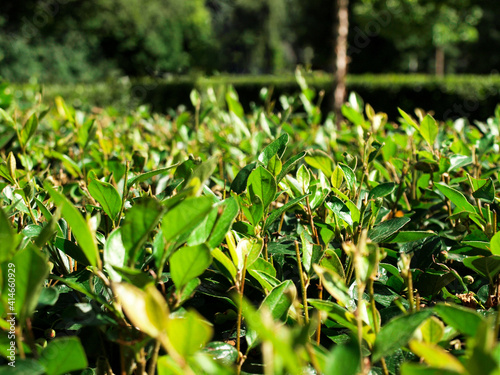 Bush of fresh green leaves. Warm sunny weather.