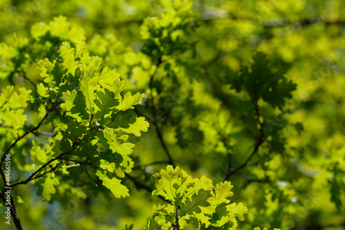 Young oak leaves on green background in natural light. Sharp sunlight. Natural background. Empty space on the left side of the photo. Springtime. Summer.