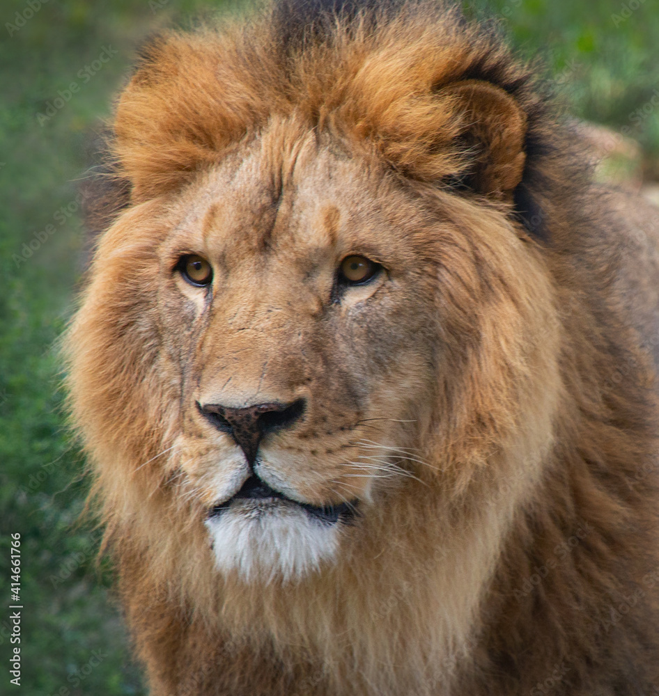 Portrait of Lion