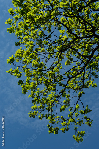 Branches and young and green leaves of oak tree against blue sky and clouds in natural light. Selective focus. Vertical frame. Sharp sunlight. Natural background. Forest. Spring. Summer.