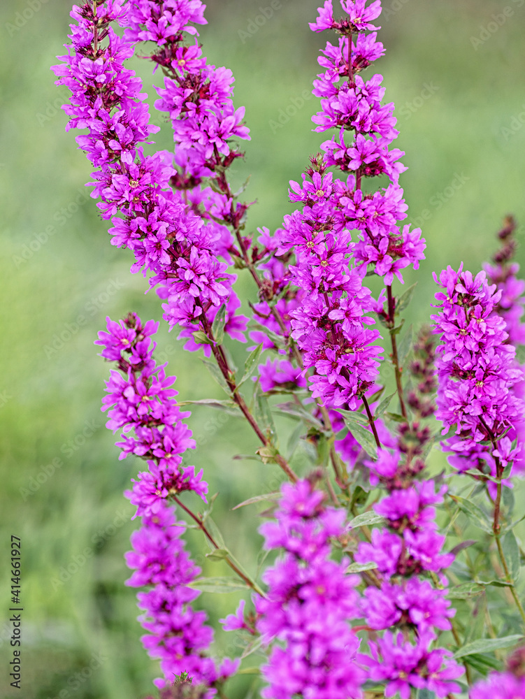 Obraz premium Purple flowers of Lythrum salicaria on a natural background. Close-up. Yellow wildflowers.