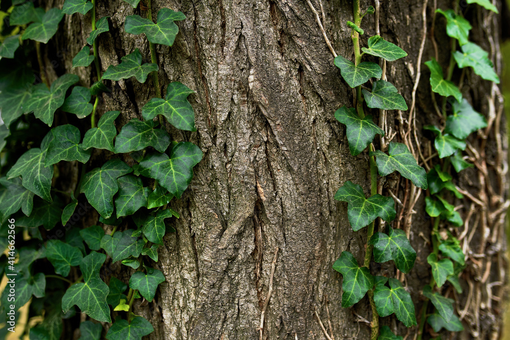 Beautiful natural texture of a climbing green ivy Beautiful natural texture of a climbing green ivy