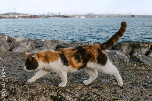 a street cat in Istanbul city