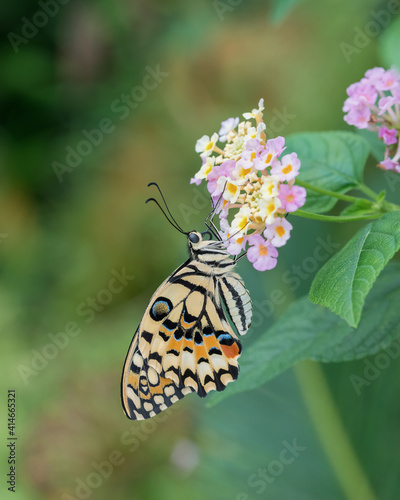 Swallowtail butterfly feeding on a flower