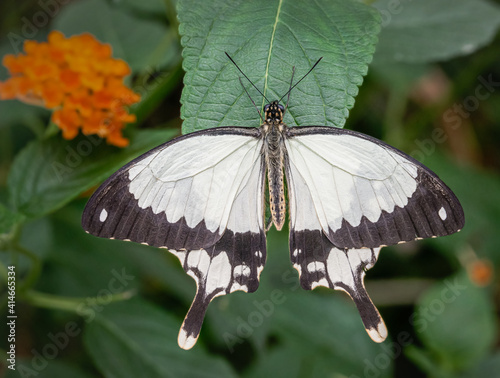 Swallowtail butterfly resting on a leaf