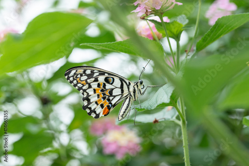 Tropical butterfly resting on a leaf