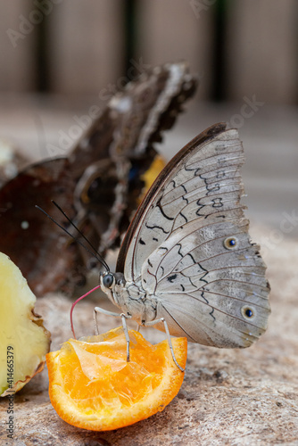 Tropical butterfly feeding on an orange