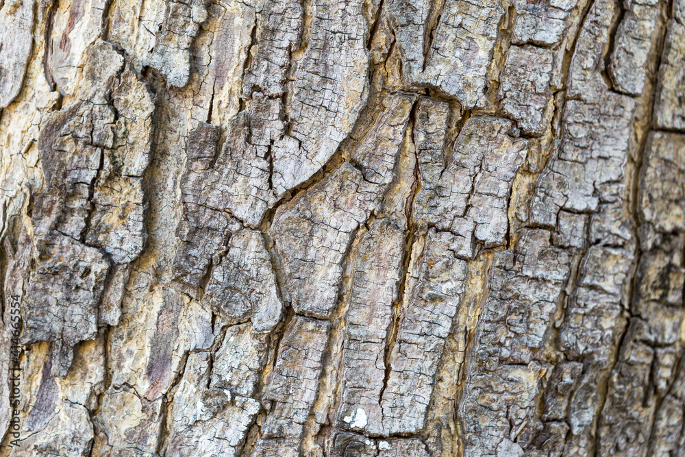 Closeup wood bark texture background, natural wood pattern background Closeup wood bark texture background, natural wood pattern background