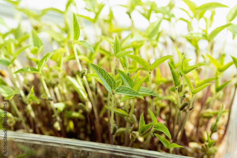 microgreen Foliage Background. Close-up of mash microgreens. Seed Germination at home. Vegan and healthy eating concept. Sprouted mash germinated from high quality organic plant seed. microgreen Foliage Background. Close-up of mash microgreens. Seed Germination at home. Vegan and healthy eating concept. Sprouted mash germinated from high quality organic plant seed.