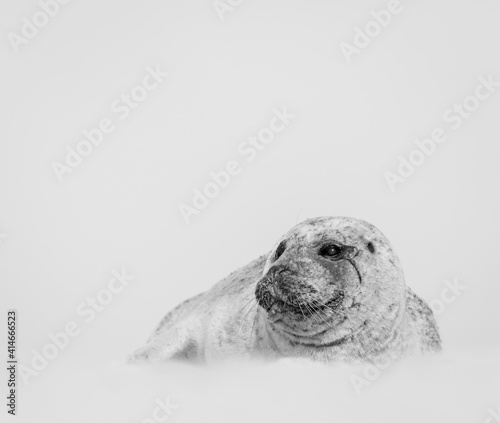 Common Seal pup.