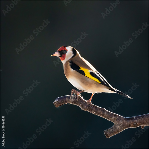 Goldfinch.
