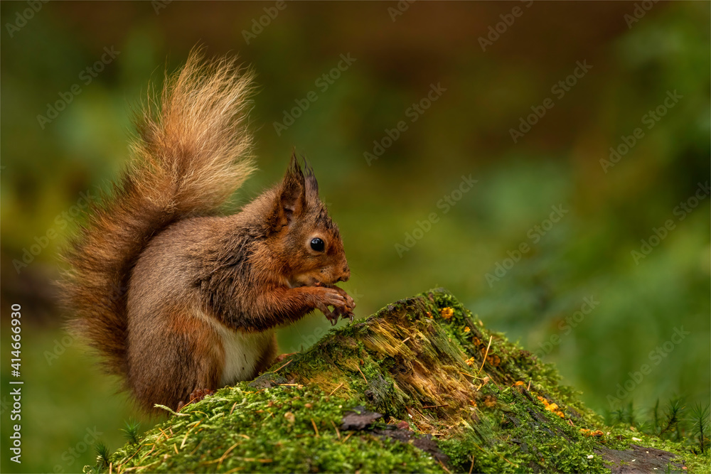 Fototapeta premium Red Squirrel.
