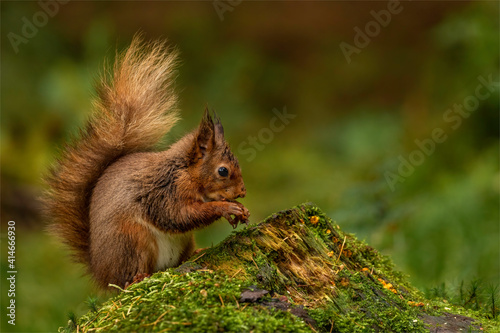 Red Squirrel.