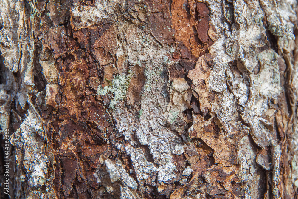 Colorful tree bark with bits of moss Colorful tree bark with bits of moss
