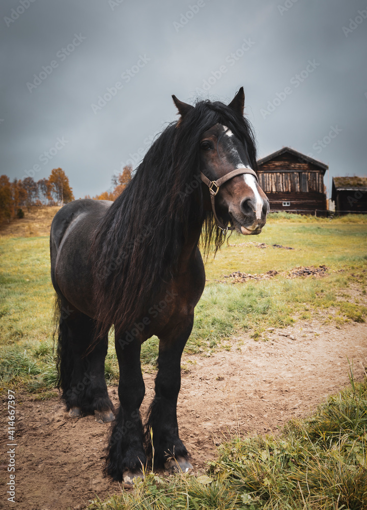 Standing horse portrait