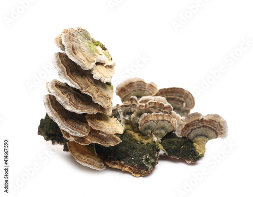 Fungus on tree bark isolated on white background