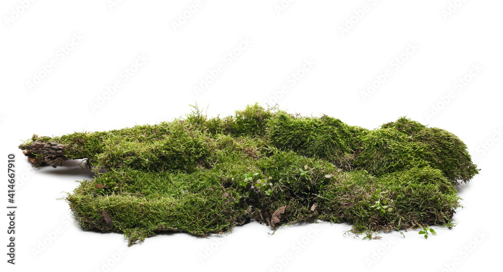 Moss on tree bark, mossy wood isolated on white background Moss on tree bark, mossy wood isolated on white background