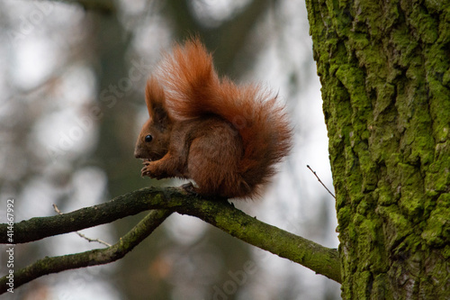 ruda wiewiórka w parku  © Dariusz Grochal 