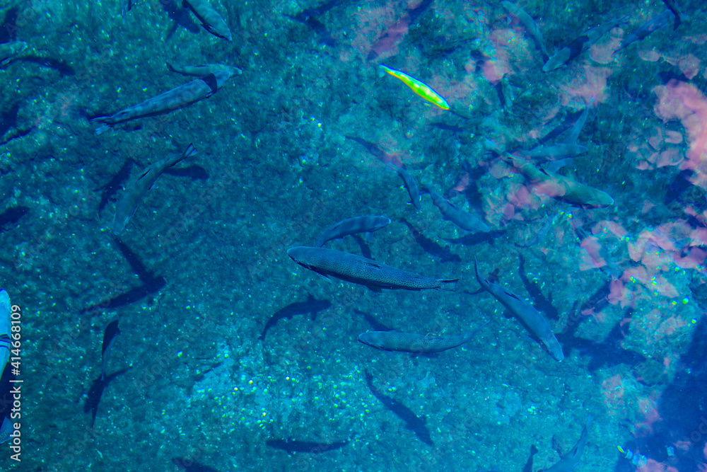 Fototapeta premium 魚の影がくっきりとする澄んだ水