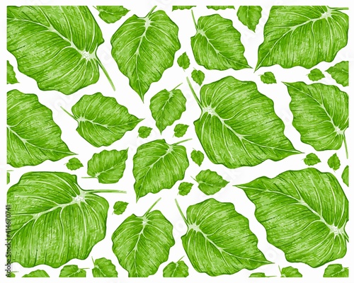 Ecology Concepts, Illustration of Green Leaves of Elephant Ear, Philodendron or Colocasia Plants Background.
