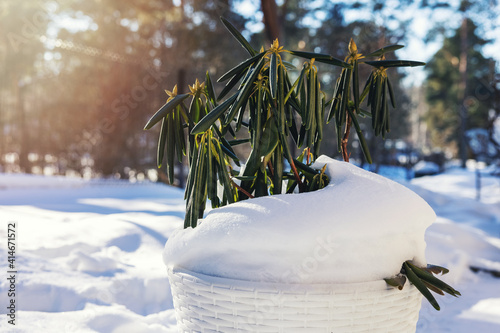 potted evergreen rhododendron covered with snow in sunny winter day. plant dormancy and hibernation photo