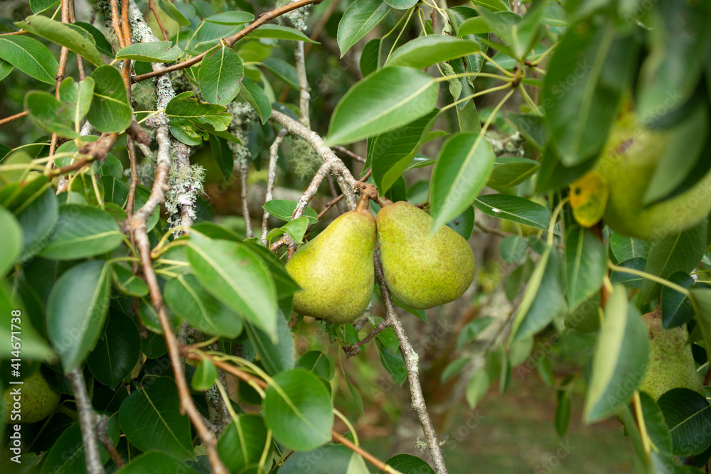 Packham pears trees