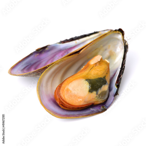 Canvas Print Fresh mussel on white background