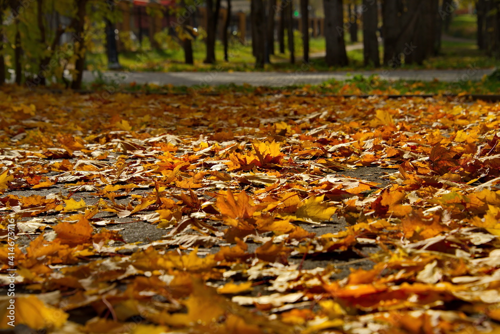 Russia. Moscow region, Istra. Autumn maple leaves in the city park near the New Jerusalem Monastery.