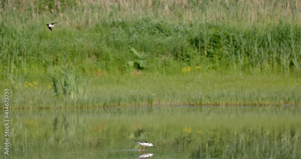 The barn swallow on a hunt above the water The barn swallow on a hunt above the water
