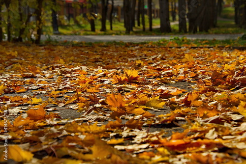 Russia. Moscow region, Istra. Autumn maple leaves in the city park near the New Jerusalem Monastery.