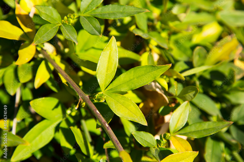 Obraz premium yellow jasmine leaves on a branch in the garden, green natural background, bright green young leaves, early spring