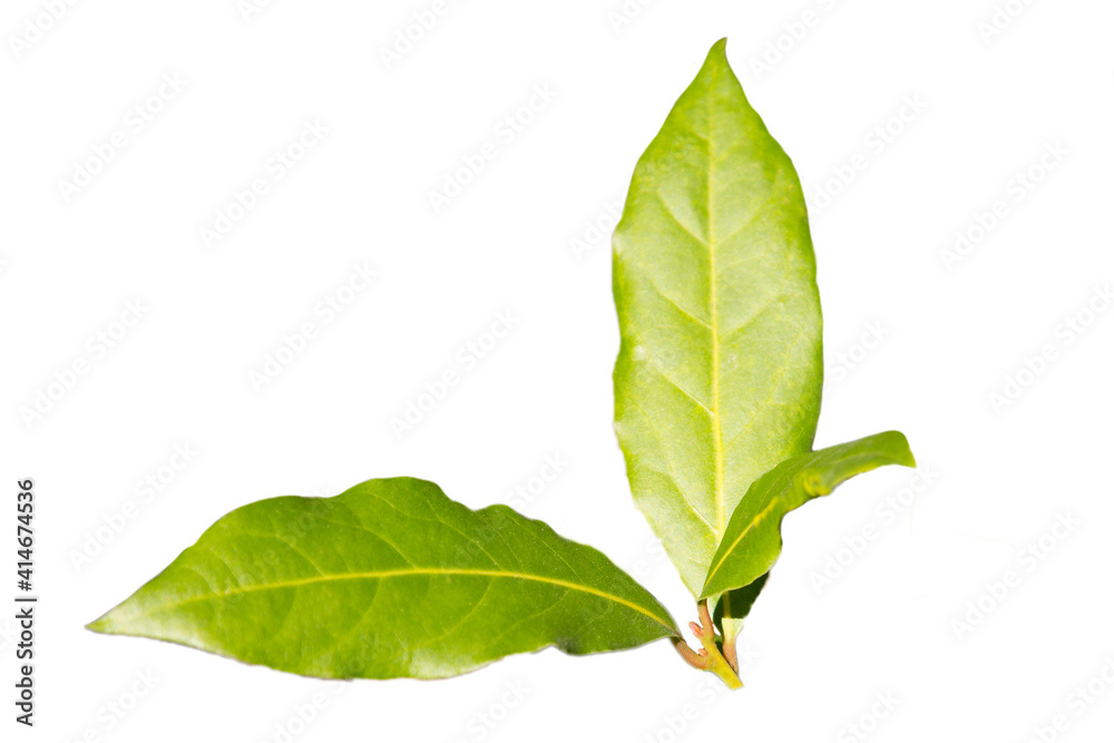 Fototapeta premium Green Bay leaf on a white background isolate, spices ingredients the background, the young leaves of the Laurel tree