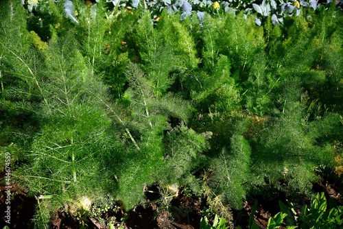 Cultivation of fennel in the vegetable garden
