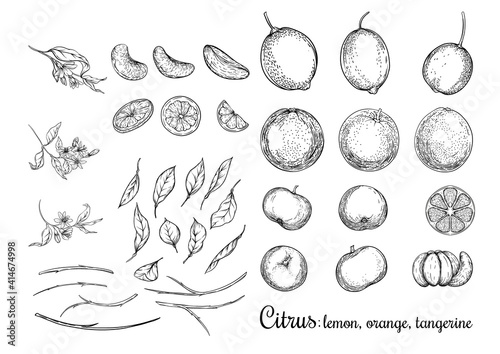 Lemon, Orange and Tangerine. Ripe citrus. Set of elements for design. Graphic drawing, engraving style. Vector illustration.