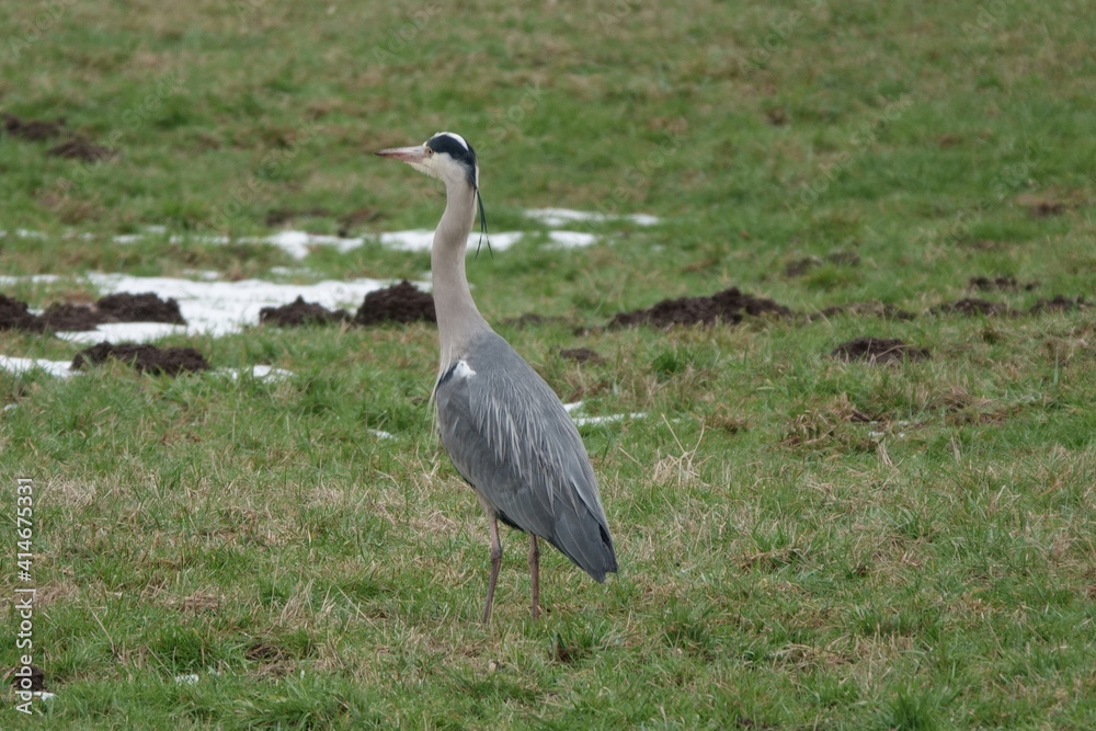 Graureiher / Gray heron Graureiher / Gray heron