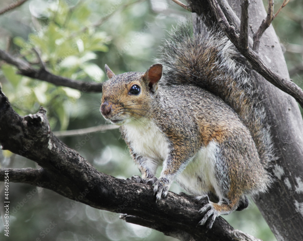 Eastern gray squirrel in a tree. He is looking watchfully at you.
Eastern gray squirrel in a tree. He is looking watchfully at you.
