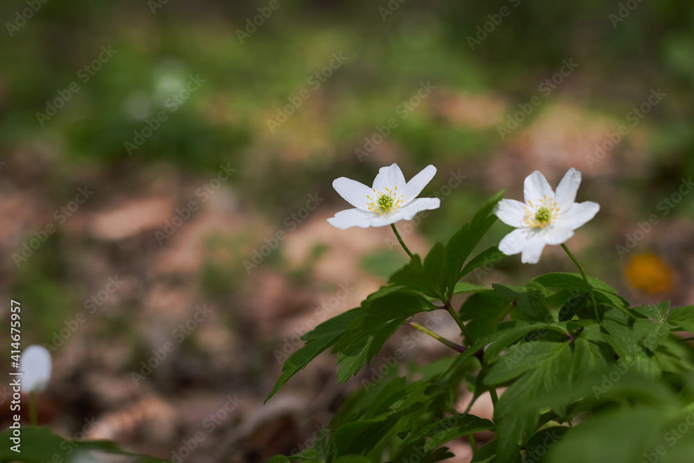 White spring flowers, snowdrops in the forest. Anemone nemorosa - wood anemone, windflower, thimbleweed, and smell fox. Romantic soft gentle artistic image. White spring flowers, snowdrops in the forest. Anemone nemorosa - wood anemone, windflower, thimbleweed, and smell fox. Romantic soft gentle artistic image.
