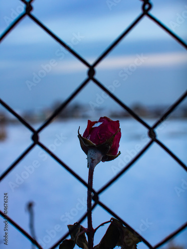A lonely rose on a winter evening