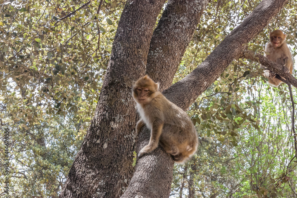 Fototapeta premium squirrel in the tree