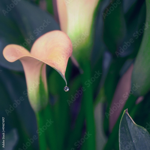 photo of artistic pink calla lily in the garden
