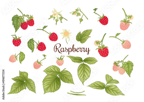 Raspberry. Ripe berries on branch. Clip art, set of elements for design Graphic drawing, engraving style. Vector illustration..