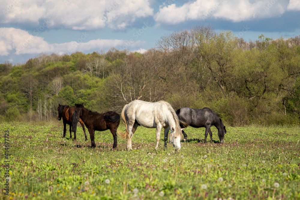 Fototapeta premium Wild free horses eating and walking in Pirin mountain, Bulgraia. Moving around.